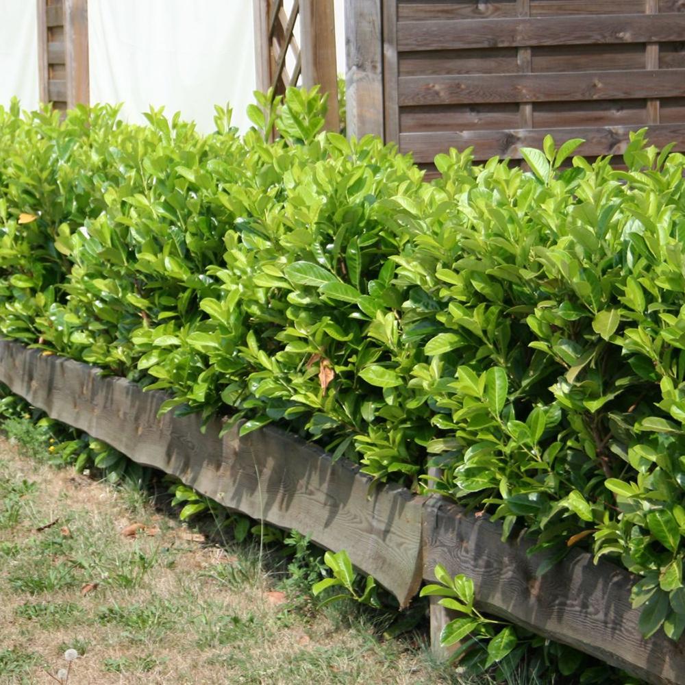 Laur Englezesc Vesnic Verde Rotundifolia (Laurocires), Gard Viu cu Flori