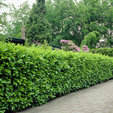 Laur Englezesc Vesnic Verde Rotundifolia (Laurocires), Gard Viu cu Flori