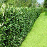Вечнозелен английски Laurel Rotundifolia (Laurocires), цъфтящ жив плет