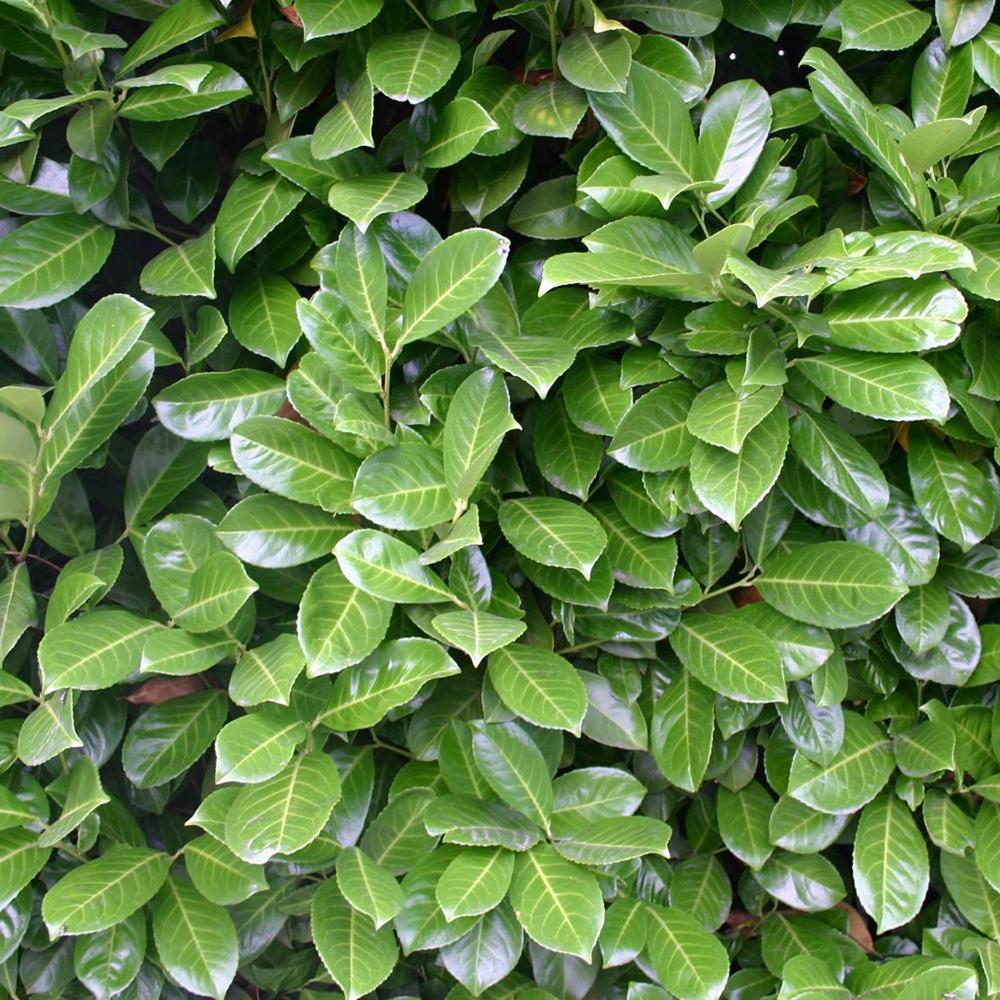Вечнозелен английски Laurel Rotundifolia (Laurocires), цъфтящ жив плет