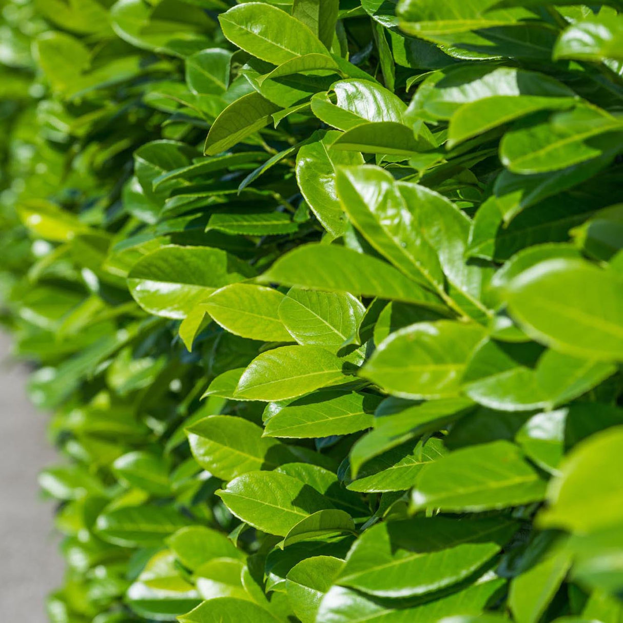 Вечнозелен английски Laurel Rotundifolia (Laurocires), цъфтящ жив плет