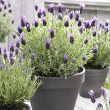 Lavanda Anouk, cu flori violet intens si parfum puternic