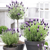 Lavanda Anouk, cu flori violet intens si parfum puternic