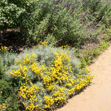 Lavanda Galbena de Bumbac