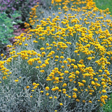 Lavanda Galbena de Bumbac