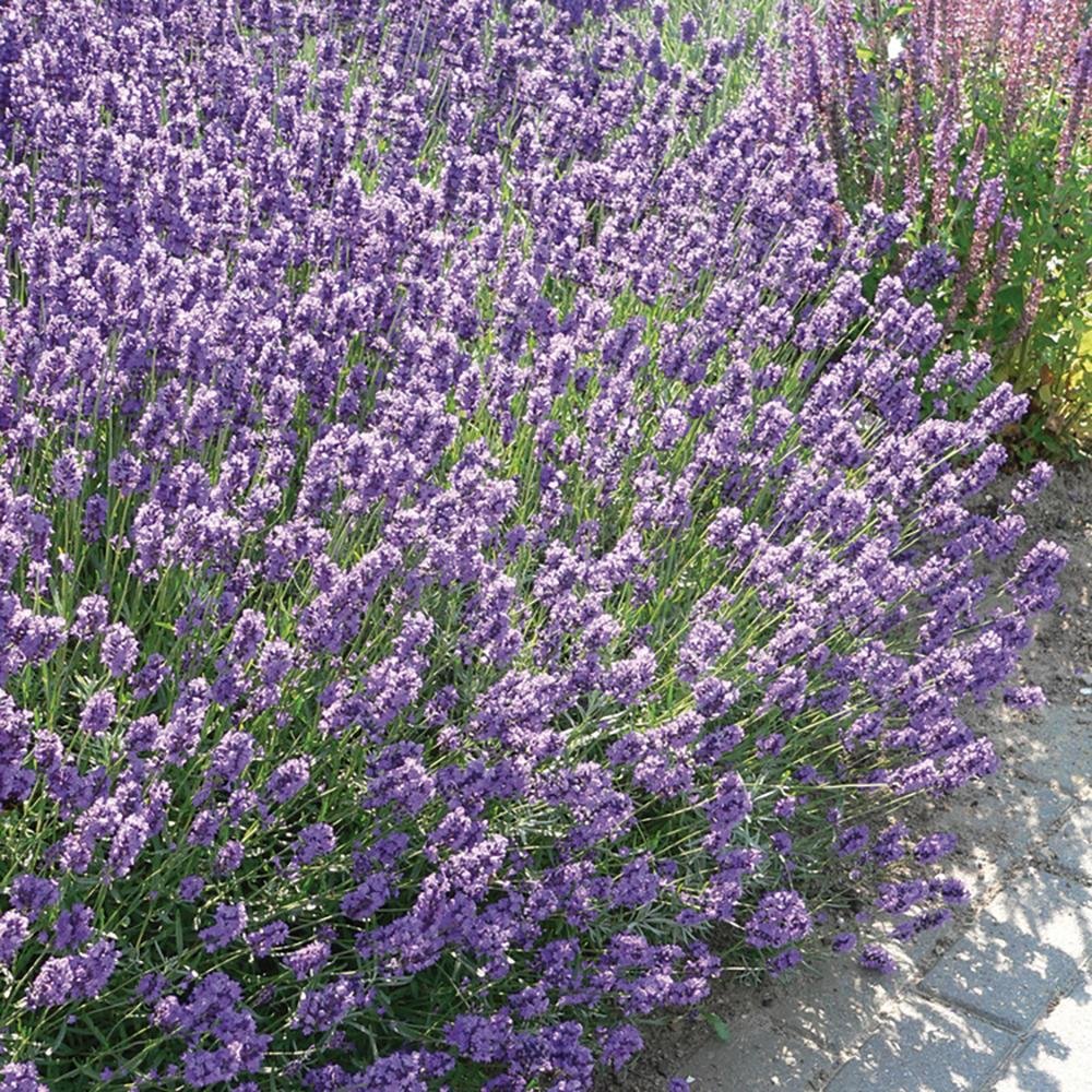 Lavanda Dwarf Blue