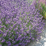 Lavanda Dwarf Blue