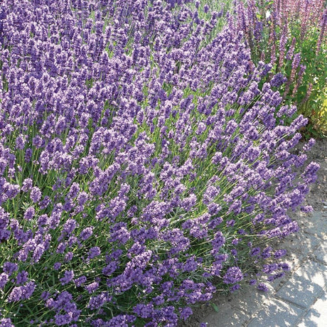 Lavanda Dwarf Blue