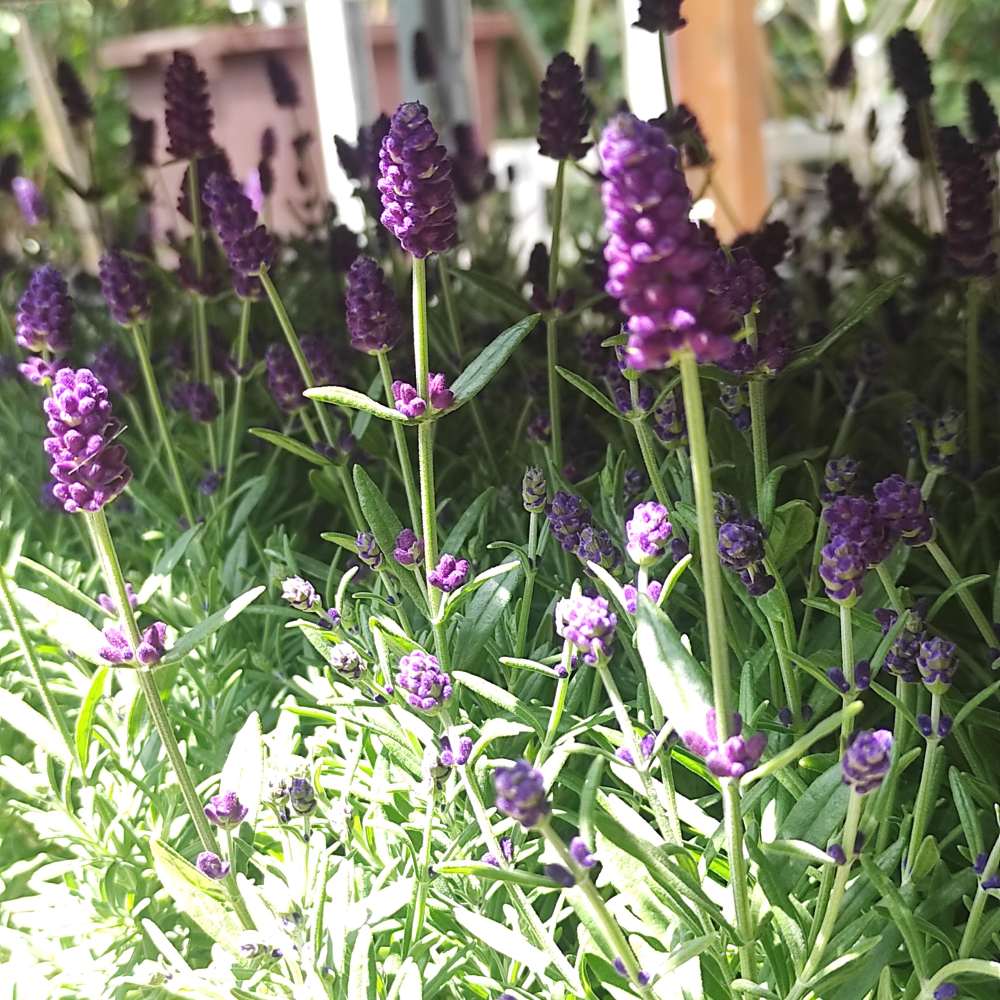 Lavanda Englezesc Hidcote Blue, cu flori albastre - mov si parfum seducator - VERDENA - 30 cm inaltime, ghiveci de 1.3 l