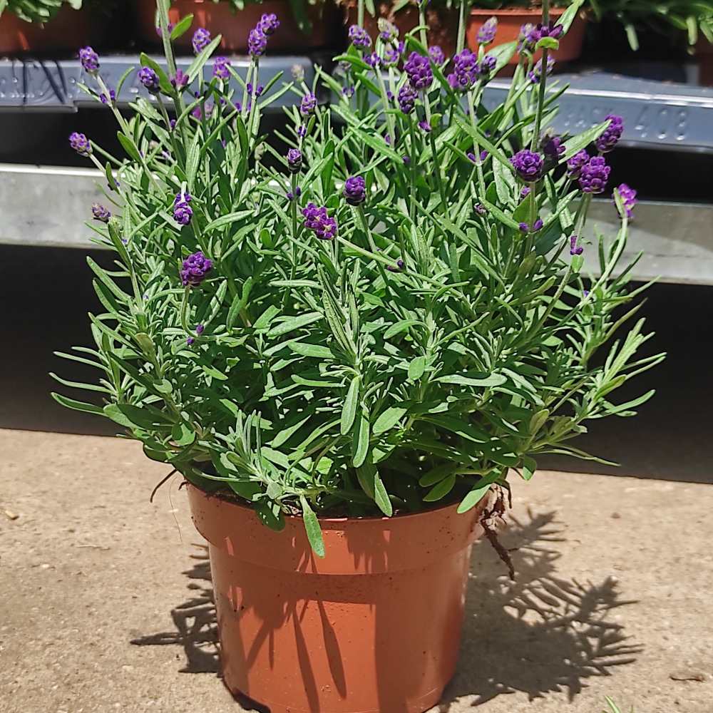 Lavanda Englezesc Hidcote Blue, cu flori albastre - mov si parfum seducator - VERDENA - 30 cm inaltime, ghiveci de 1.3 l