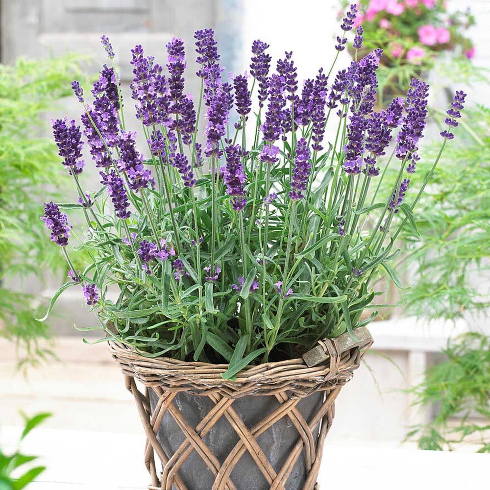 Lavanda Havanna- Parfum Intens