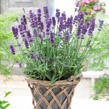 Lavanda Havanna- Parfum Intens