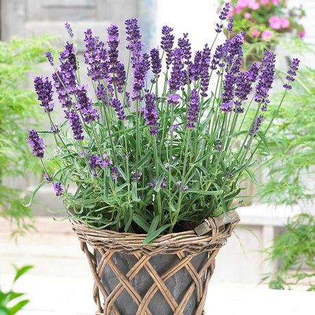 Lavanda Havanna- Parfum Intens