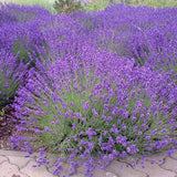 Lavanda Havanna- Parfum Intens