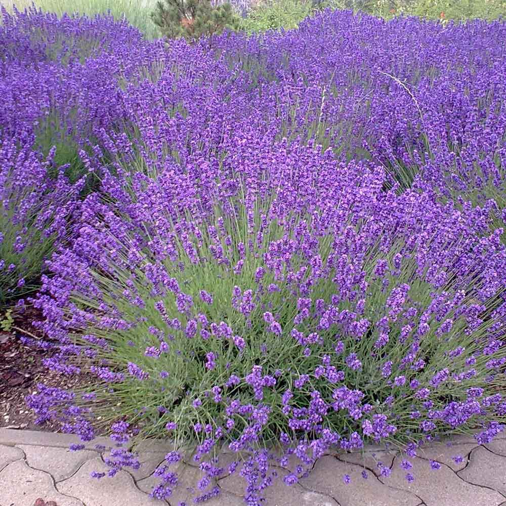 Lavanda Havanna- Parfum Intens