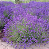 Lavanda Havanna- Parfum Intens