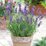 Lavanda Havanna- Parfum Intens