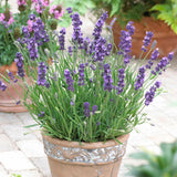 Lavanda Havanna- Parfum Intens