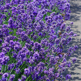 Английска лавандула Hidcote Blue, със синьо-лилави цветове и съблазнителен аромат