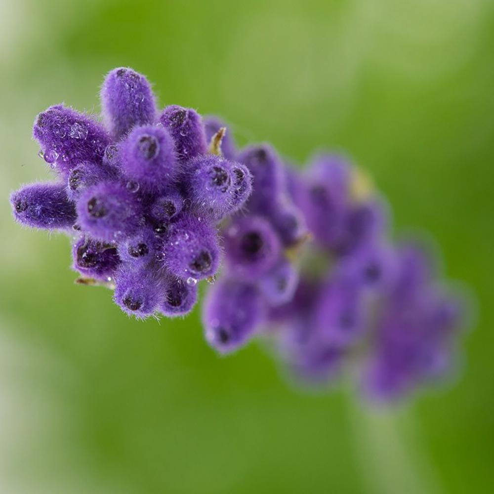 Английска лавандула Hidcote Blue, със синьо-лилави цветове и съблазнителен аромат