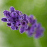 Lavanda Englezesc Hidcote Blue, cu flori albastre-mov si parfum seducator