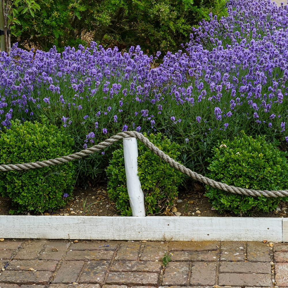 Английска лавандула Hidcote Blue, със синьо-лилави цветове и съблазнителен аромат