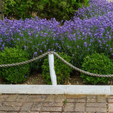 Английска лавандула Hidcote Blue, със синьо-лилави цветове и съблазнителен аромат
