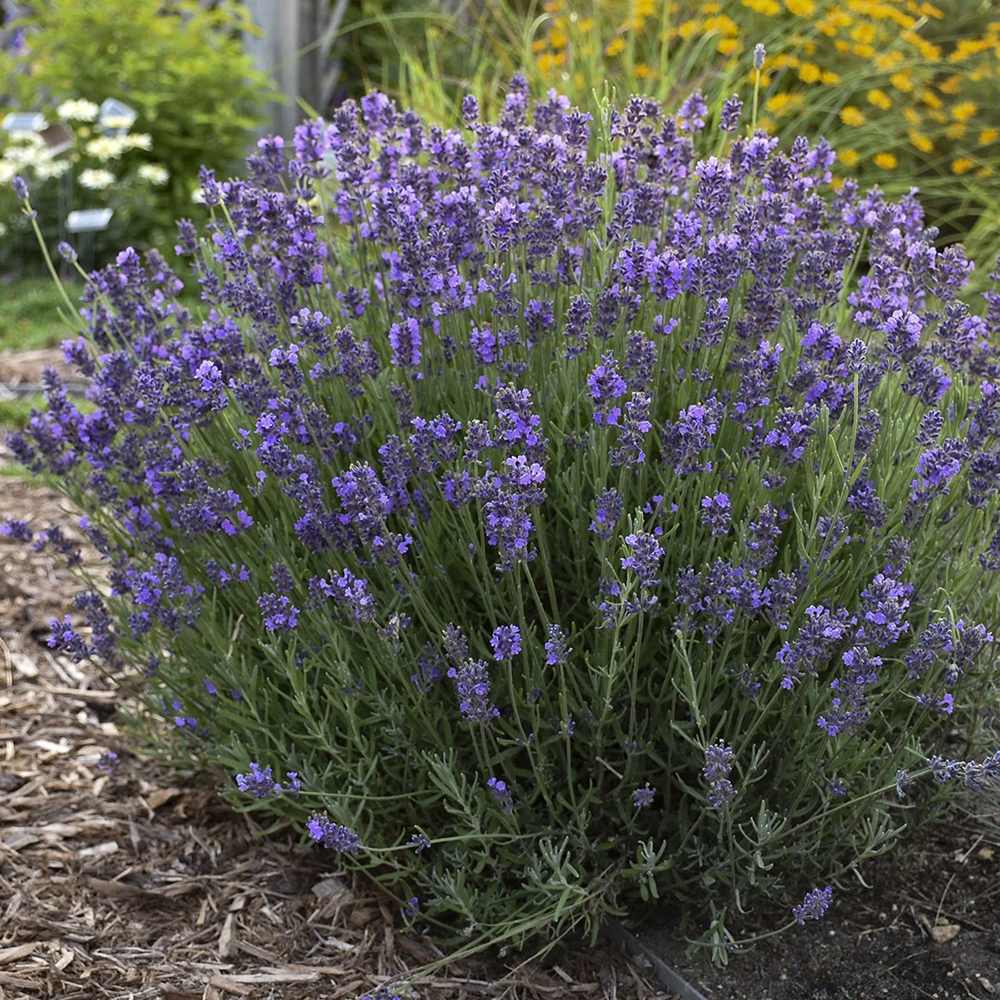 Английска лавандула Hidcote Blue, със синьо-лилави цветове и съблазнителен аромат