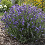 Английска лавандула Hidcote Blue, със синьо-лилави цветове и съблазнителен аромат