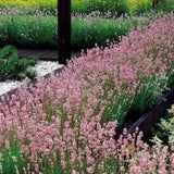 Lavanda Hidcote Rosea, cu flori roz si parfum Intens