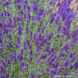 Lavanda Imperial Gem