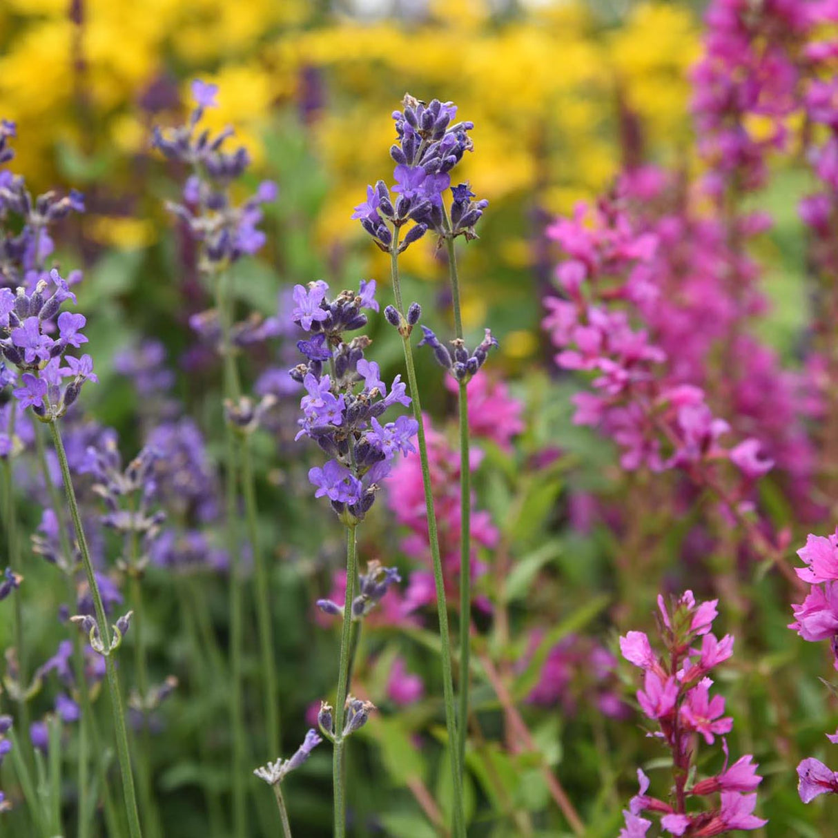 Lavanda englezeasca Angustifolia Munstead, puternic parfumat