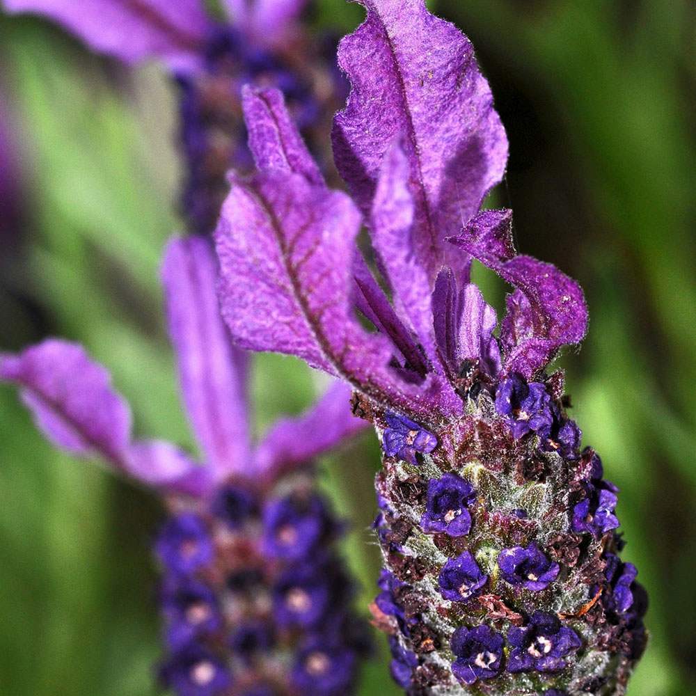 Lavanda Spaniola Stoechas, cu flori violet-intens