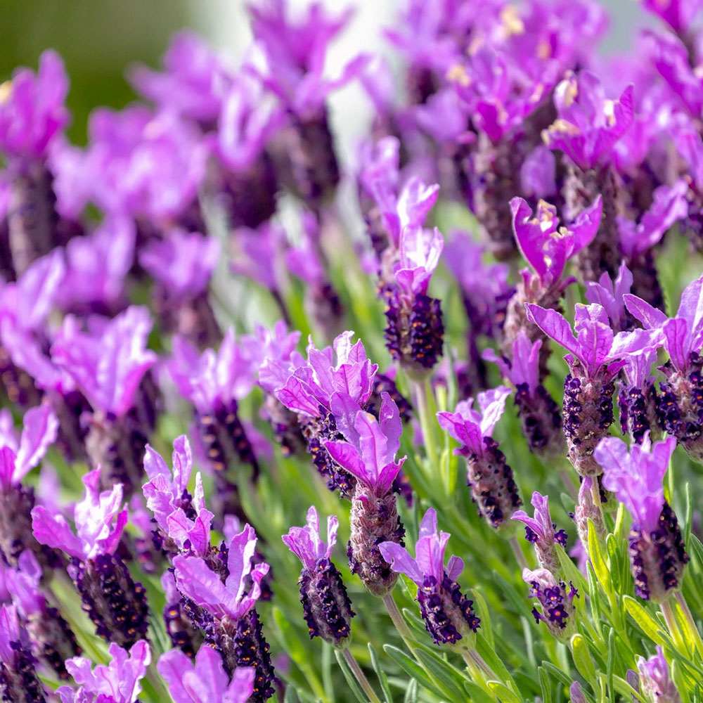 Lavanda Spaniola Stoechas, cu flori violet-intens