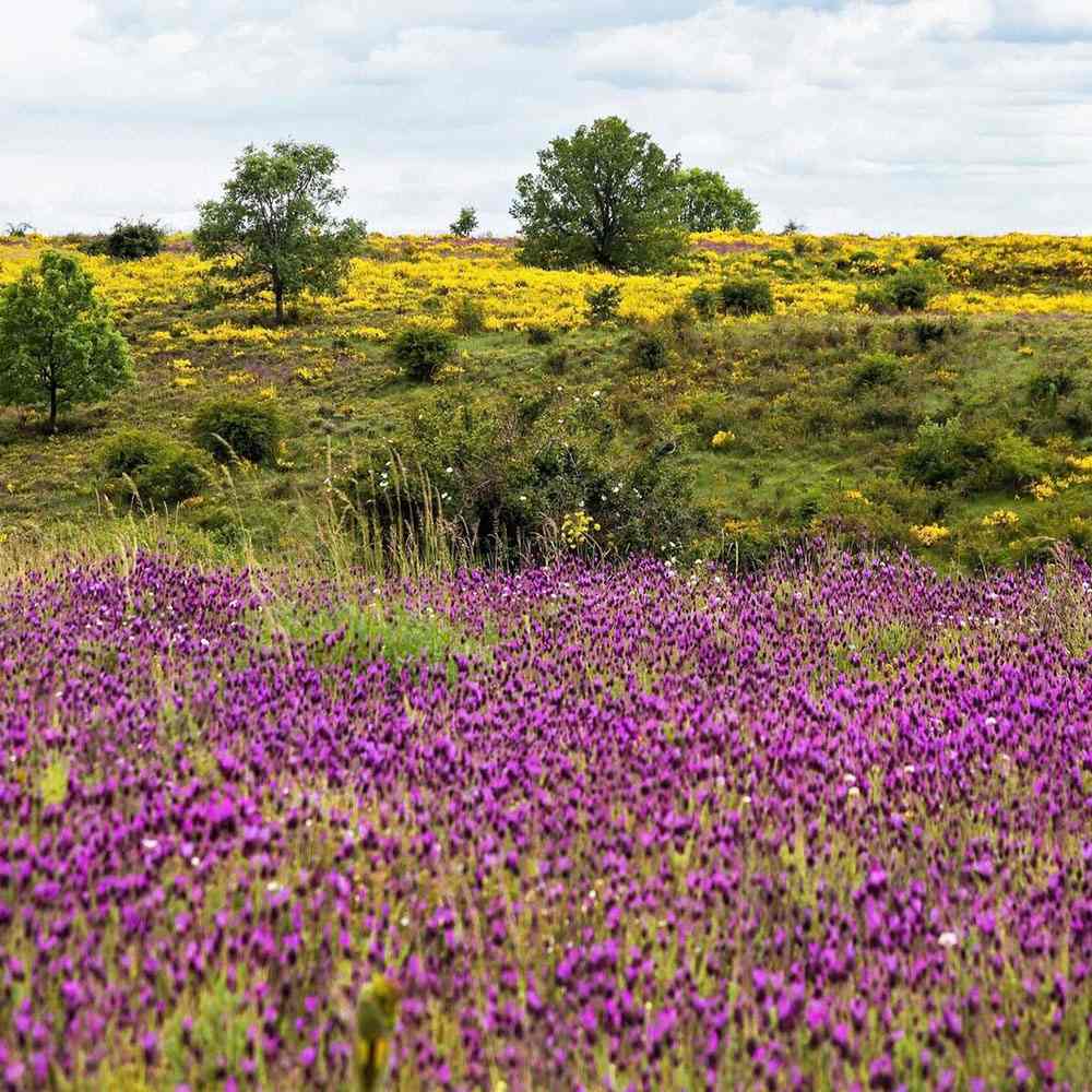 Lavanda Spaniola Stoechas, cu flori violet-intens