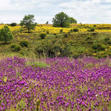 Lavanda Spaniola Stoechas, cu flori violet-intens