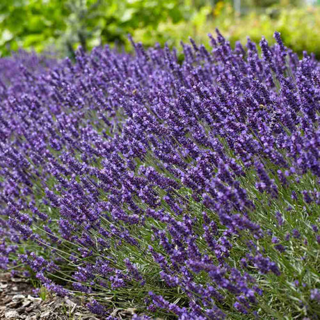 Lavanda Englezeasca Havanna (Lavandula Angustifolia), Lavanda Lavandula Angustifolia Havana cu flori parfumate, rezistenta iarna, atrage albine
