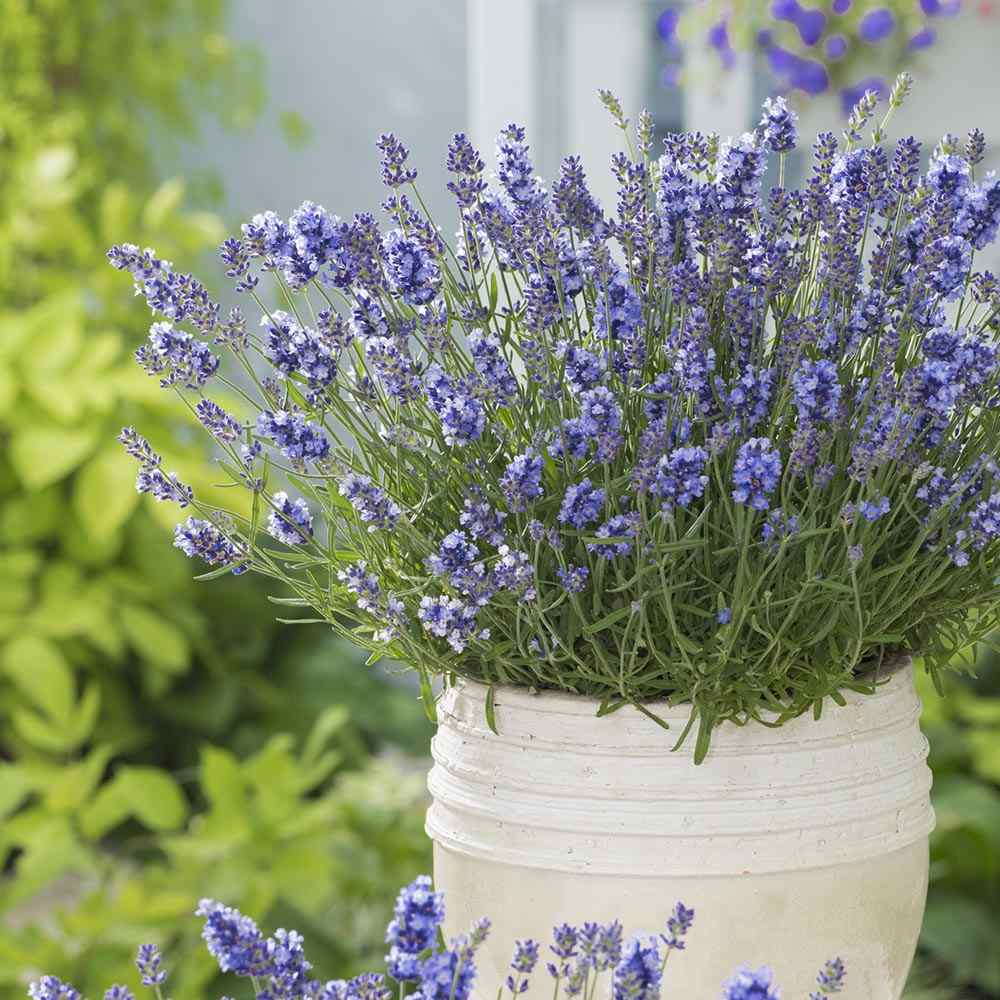 Английска лавандула Essence Purple, с интензивно синьо-виолетови цветове, многогодишна, устойчива на суша и студ