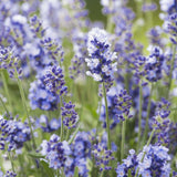 Английска лавандула Essence Purple, с интензивно синьо-виолетови цветове, многогодишна, устойчива на суша и студ