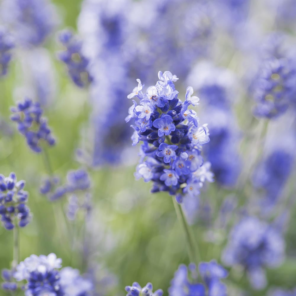 Английска лавандула Essence Purple, с интензивно синьо-виолетови цветове, многогодишна, устойчива на суша и студ