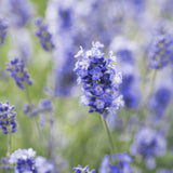 Английска лавандула Essence Purple, с интензивно синьо-виолетови цветове, многогодишна, устойчива на суша и студ