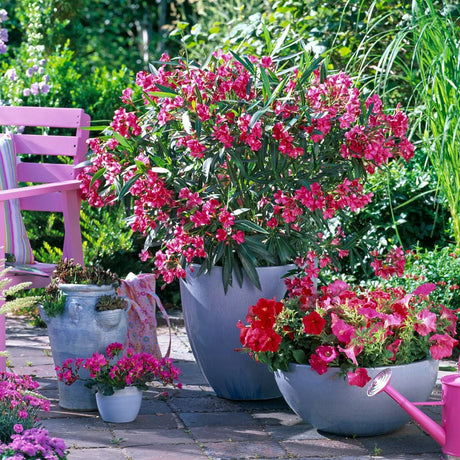 Leandru Nerium Tufa, cu flori rosii