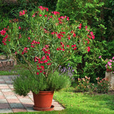 Leandru Nerium Tufa, cu flori rosii