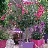 Leandru Nerium Tufa, cu flori roz-inchis