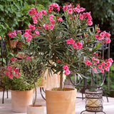 Leandru Nerium Tufa, cu flori roz-inchis