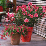 Leandru Nerium Tufa, cu flori roz-inchis