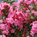 Leandru Nerium Tufa, cu flori roz