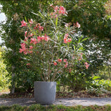 Leandru Nerium Tufa, cu flori roz