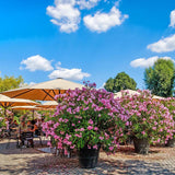 Leandru Nerium Tufa, cu flori roz