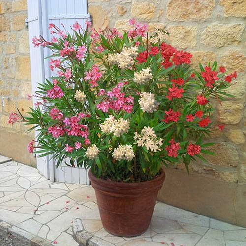 Leandru Nerium Tufa Multicolor, cu flori roz, rosu, alb sau galben